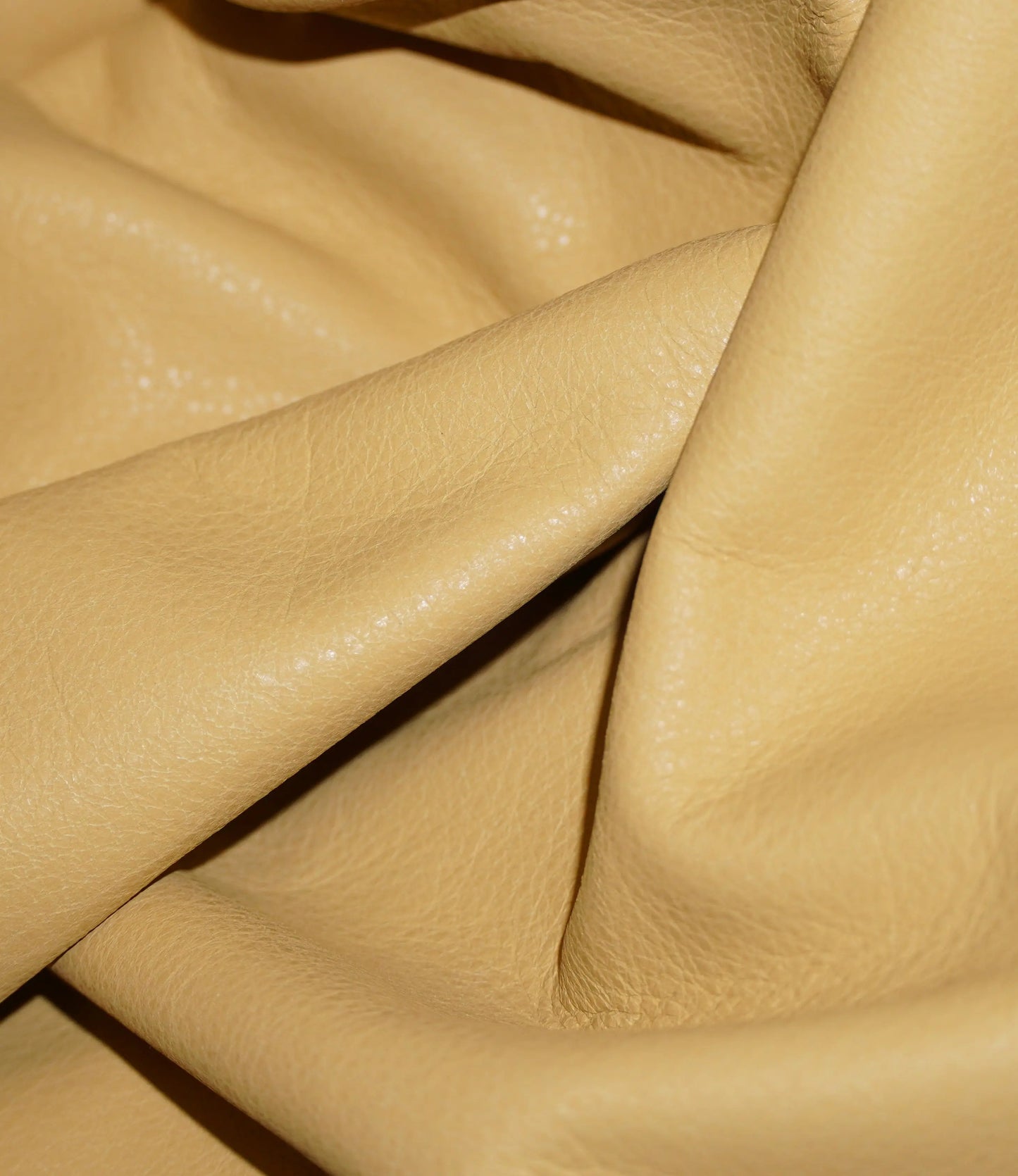 Palomino