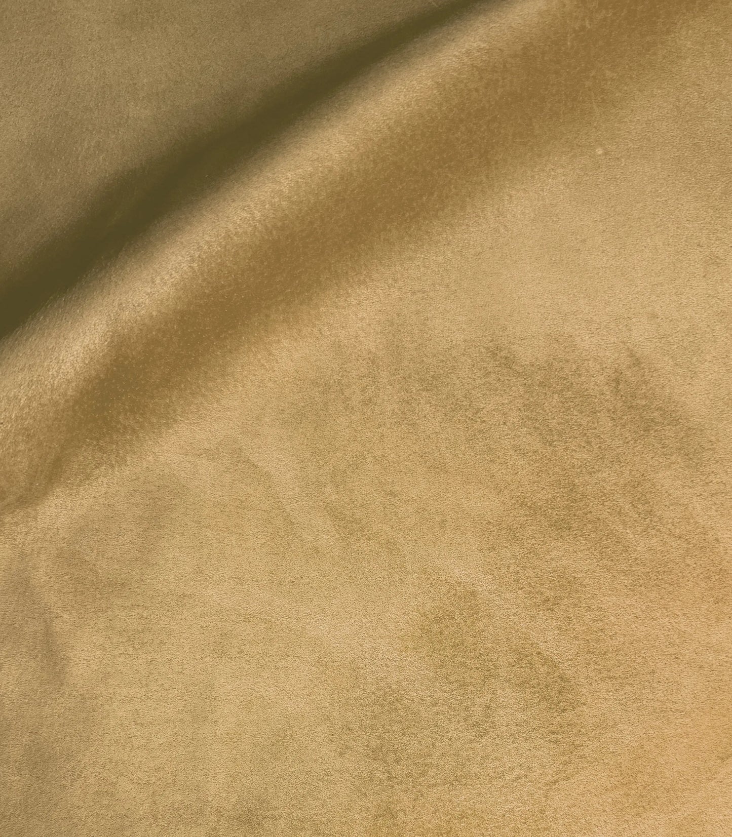 Palomino