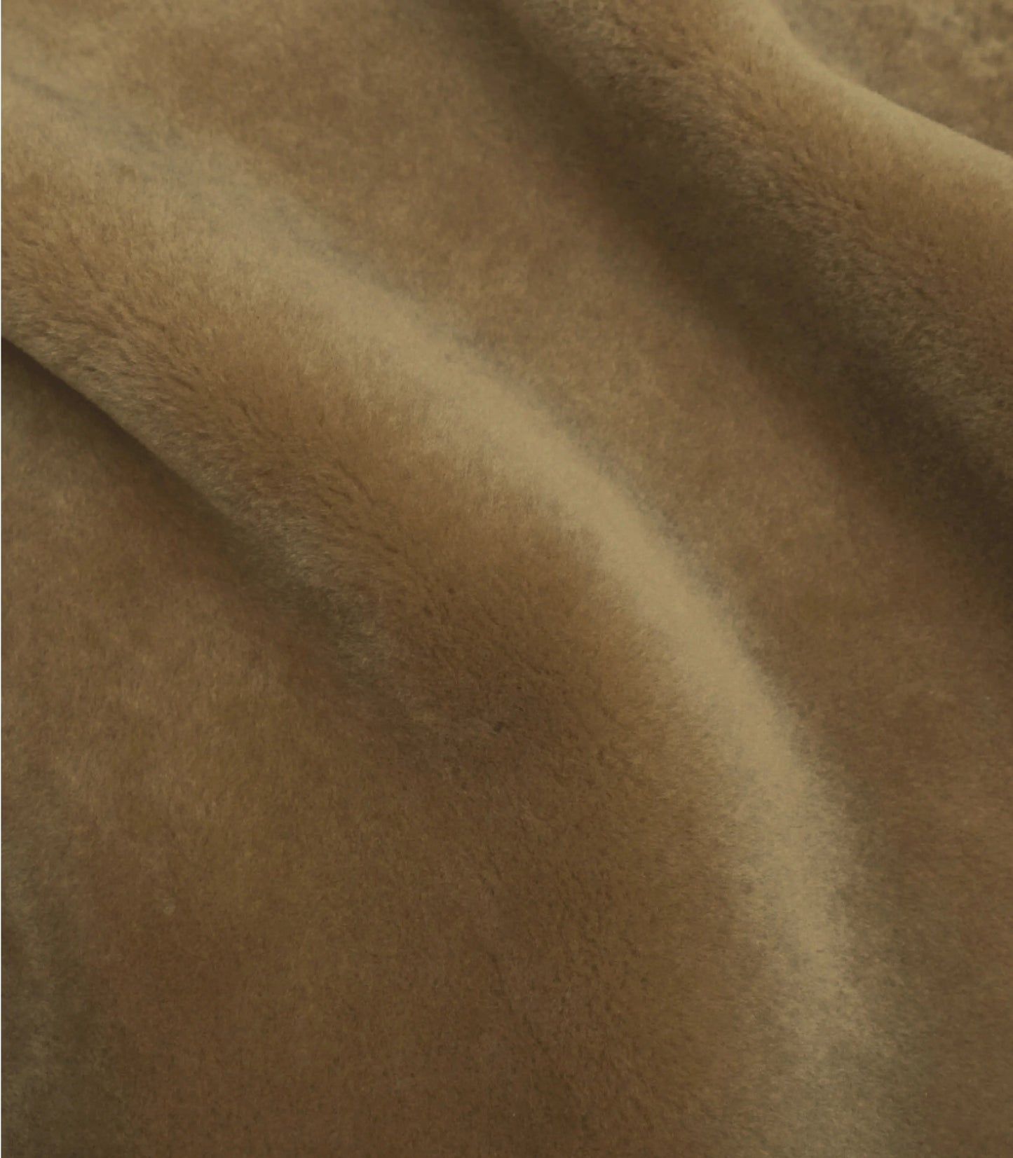 Palomino